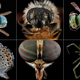Illustration for article titled 11 Glittering Insects From the US Geological Surveys Bug Collection